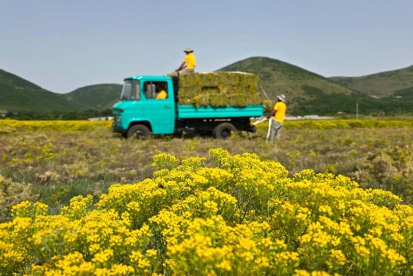 Flower farm could supply nickel for electric vehicle batteries